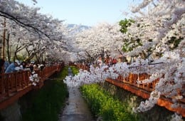 Jinhae_Gunhang_Festival_20080405