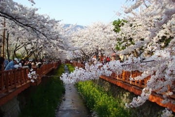 Jinhae_Gunhang_Festival_20080405